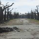 ...ci� che siamo costretti ad �ammirare� � un viale dominato da alberi spogli e ormai morti. Uno spettacolo spettrale